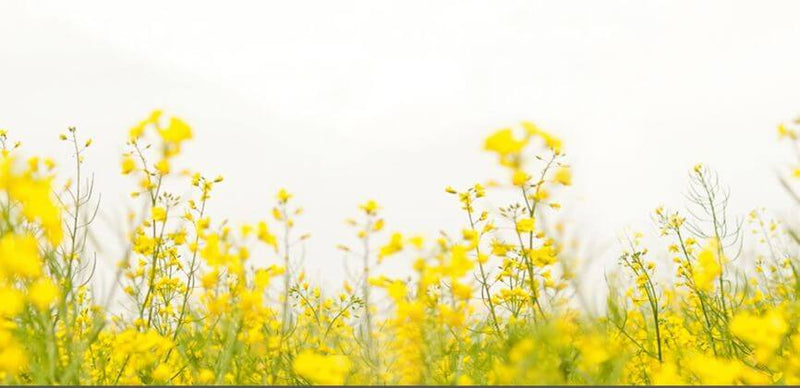 BENU - 5 weetjes over Bachbloesems - Les bienfaits des fleurs de Bach