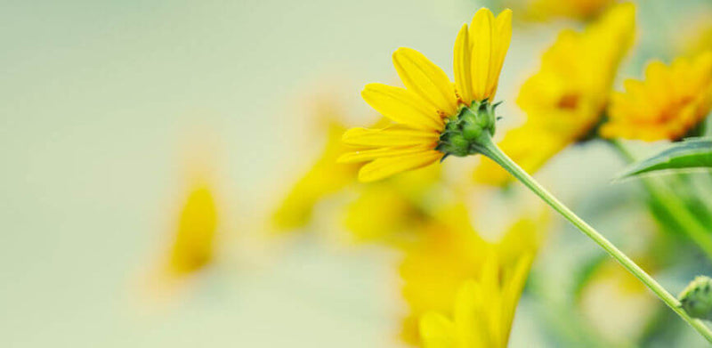 BENU - Tips en tricks om allergenen te vermijden - Trucs et astuces pour minimiser votre allergie !