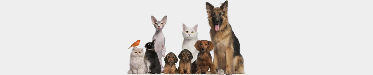 Andere dieren geneesmiddelen