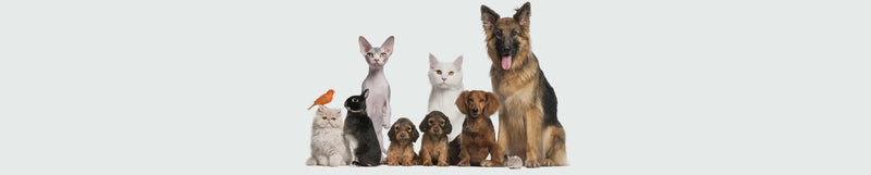 BENU Voeding Katten Alimentation pour Chats