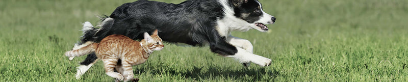 Anti vlooien en teken Honden BENU Anti-puces et tiques pour chiens
