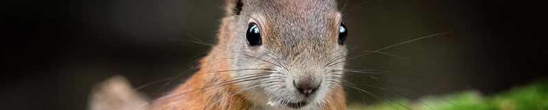 Andere Dieren BENU Autres Animaux