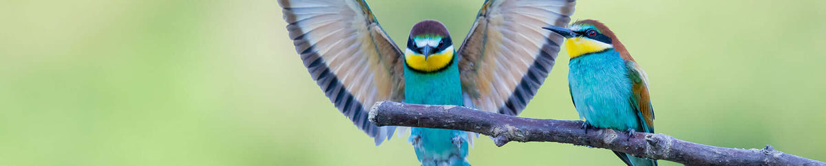 Vogels BENU