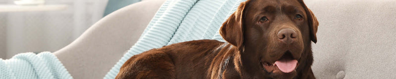 Verzorging van de vacht en huid Honden BENU Soins pelage et soin de la peau pour chiens
