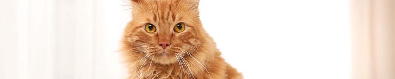 Verzorging van de vacht en huid Katten BENU Soins pelage et soin de la peau pour chats