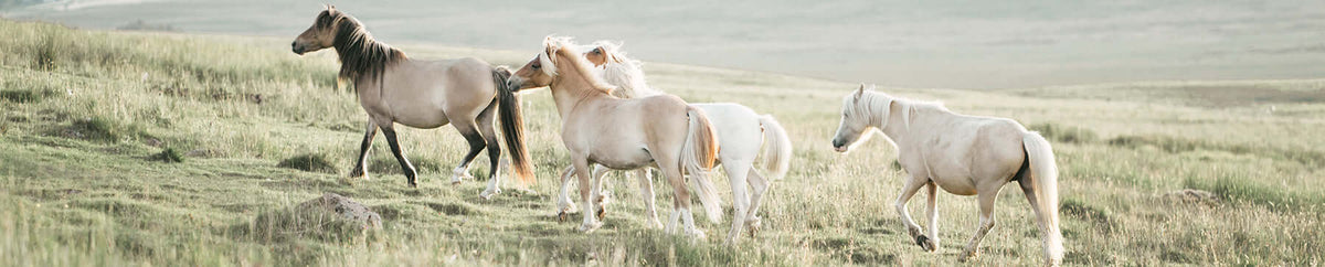 Paarden BENU Chevaux